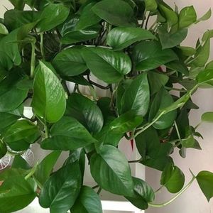 Jade Pothos Cutting